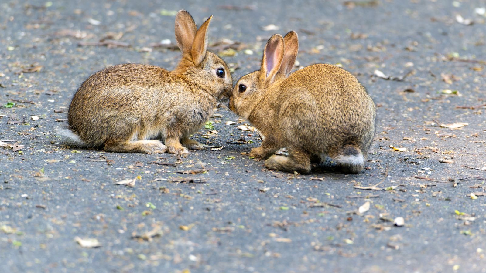 Two rabbits greeting each other nose to nose
