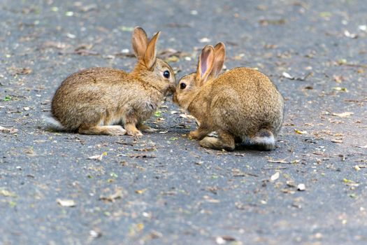 Two adorable rabbits on a pavement, showcasing wildlife interaction in a natural habitat.