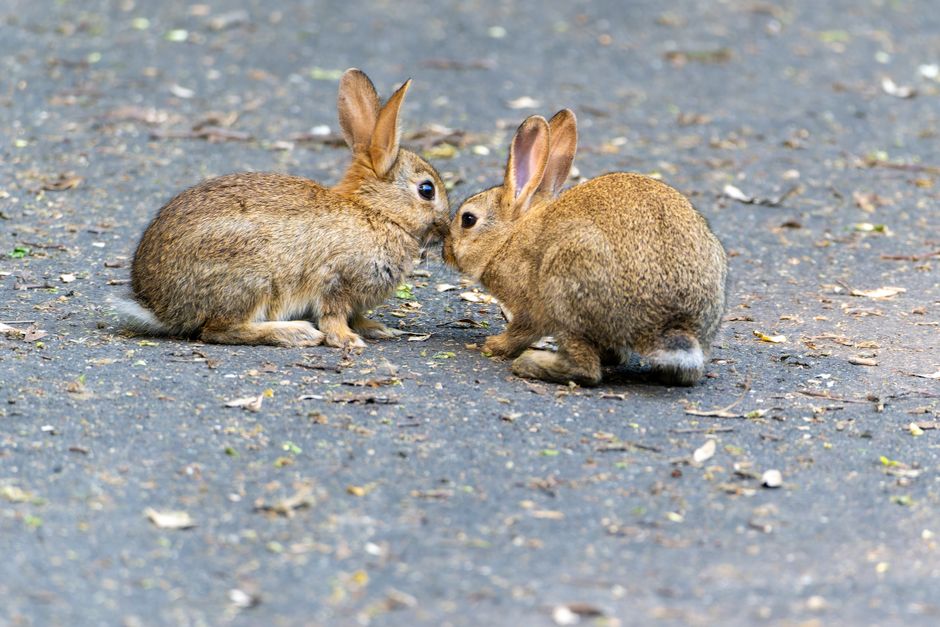 Two adorable rabbits on a pavement, showcasing wildlife interaction in a natural habitat.