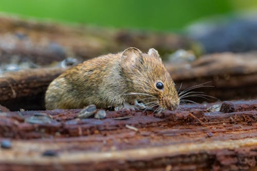 Mouse in Nature