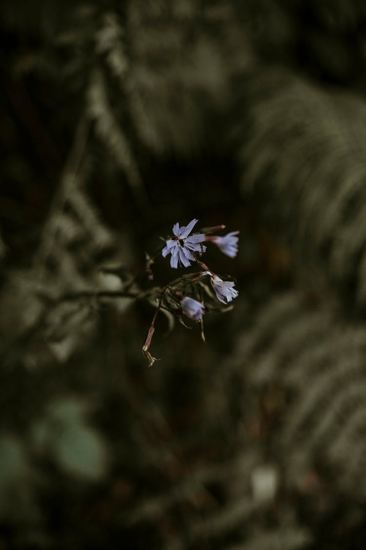 Plant With Delicate Flowers