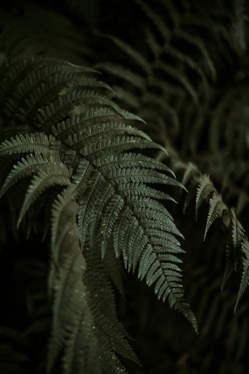 Fronds of Ferns