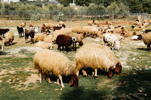 Flock of Sheep Grazing in Pasture
