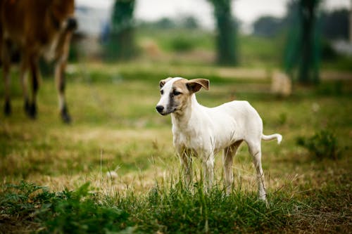 Gratis stockfoto met aarde, dierenfotografie, hond