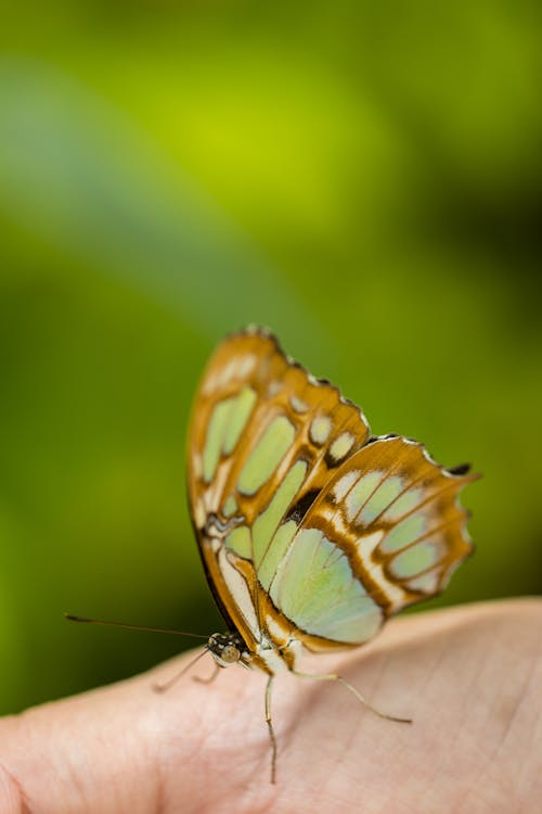 Green Malachite Butterfly