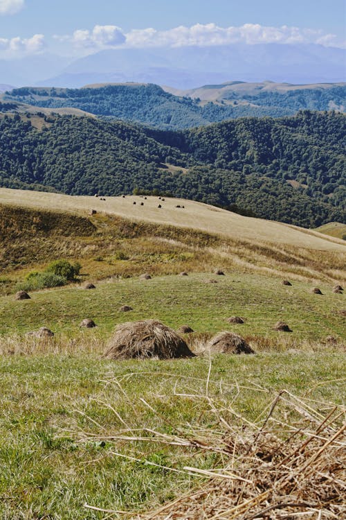 Foto d'estoc gratuïta de bosc, camp, natura