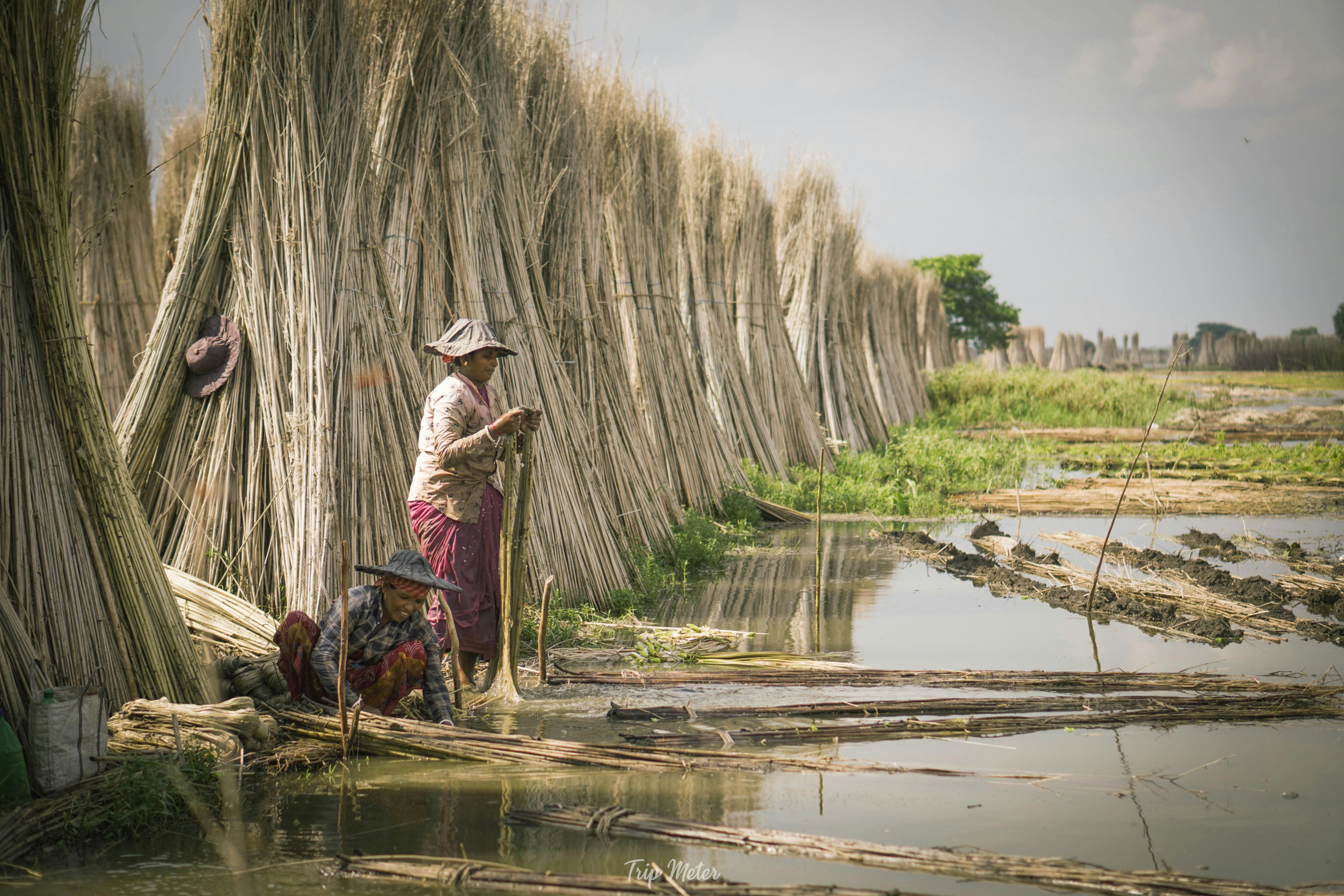 Female Jute Worker · Free Stock Photo