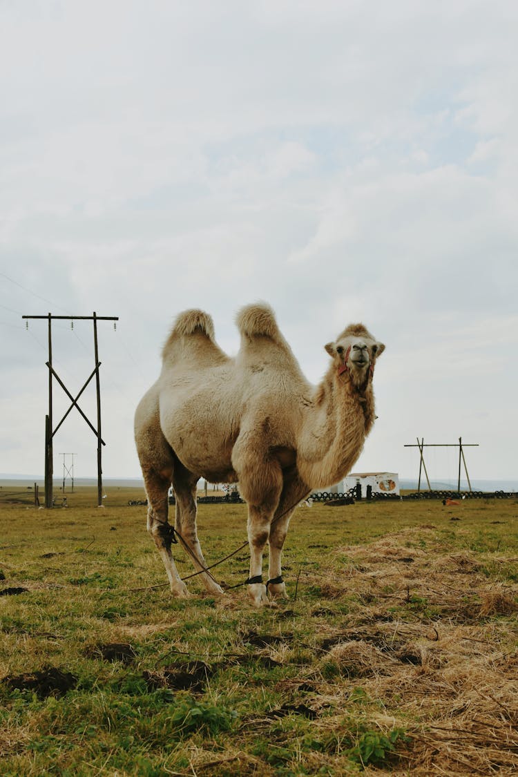 Camel On Pasture