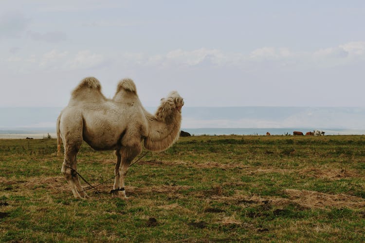 Camel On Field