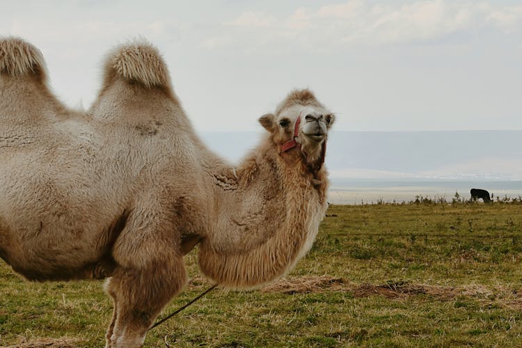 Camel On Grassland