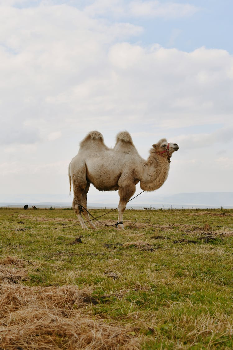 Camel Standing On Pasture