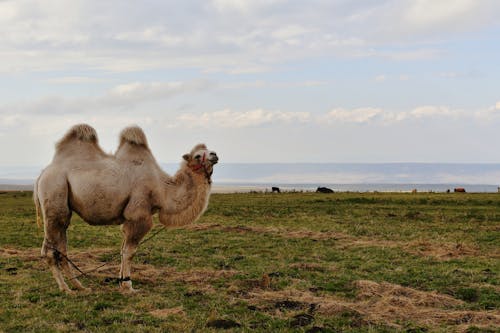 Безкоштовне стокове фото на тему «верблюд, пасовище, поле»