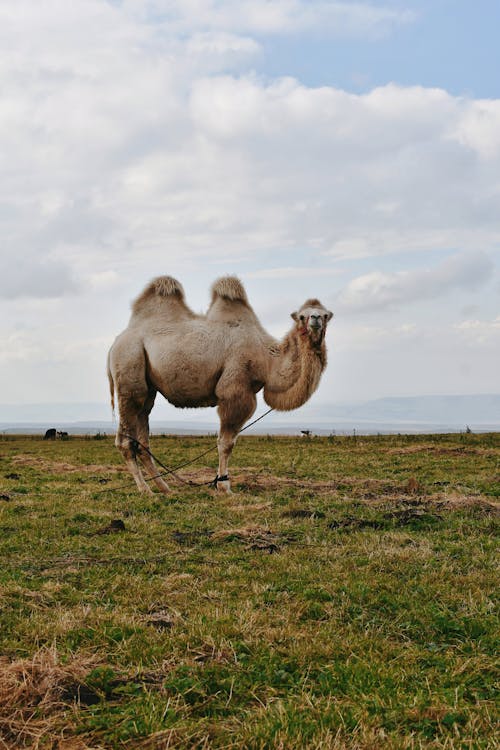 Gratis stockfoto met dierenfotografie, grasland, kameel