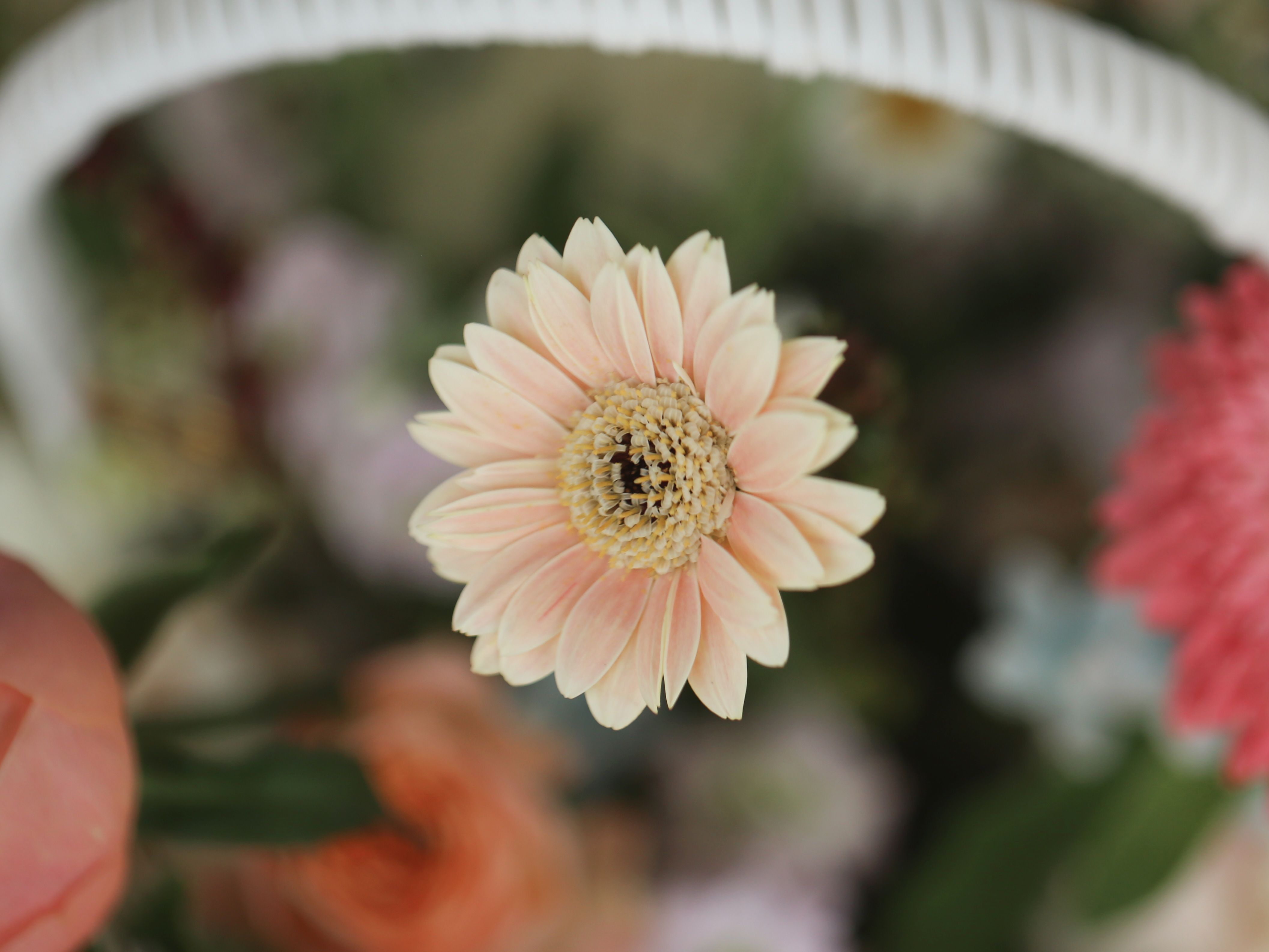 basket, flower, flower basket의 무료 스톡 사진