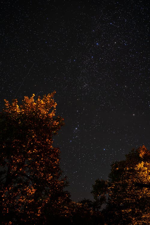 Stars on Night Sky over Trees