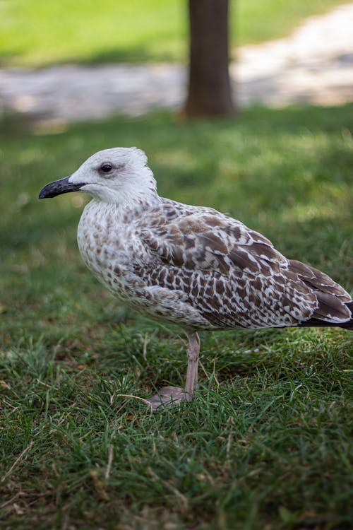 Close-up of a Great Black-Backed Gull