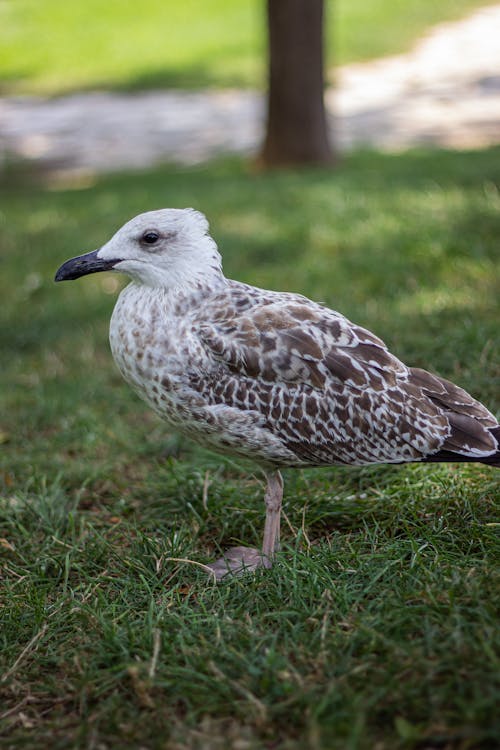 Imagine de stoc gratuită din a închide, animal, focalizare selectivă