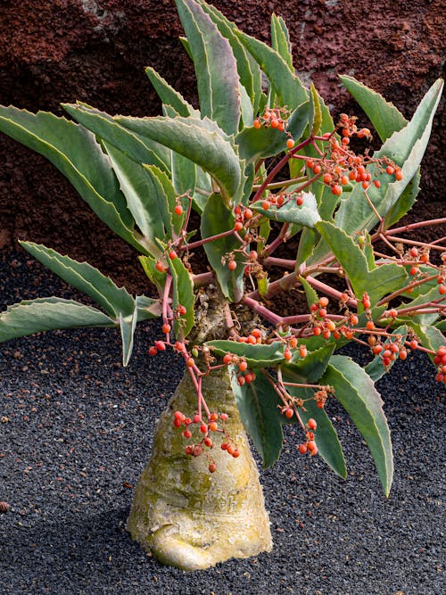 Plant with Berries