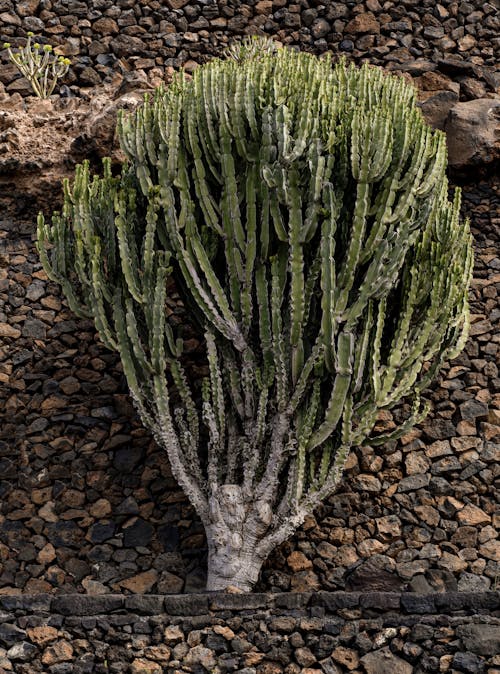 Ilmainen kuvapankkikuva tunnisteilla kaktus, kasvi, kivi