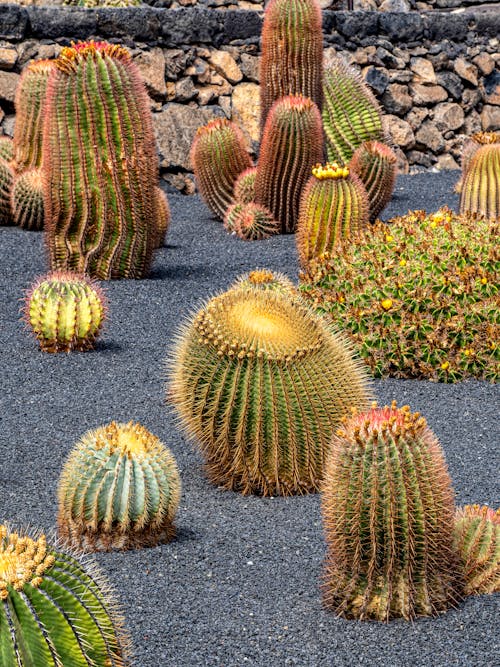 Gratis stockfoto met cactus, fabrieken, grit