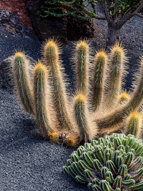 Gratis stockfoto met cactus, detailopname, fabriek