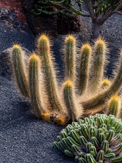 Cactus in desert light by Marian Florinel Condruz on Pexels