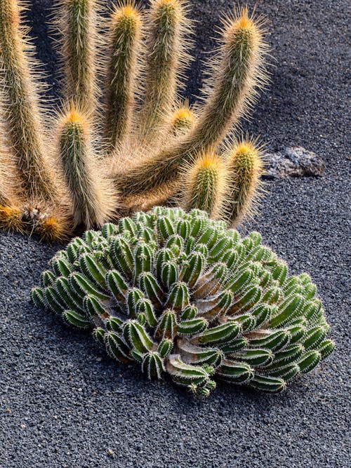 Gratis stockfoto met cactus, detailopname, fabrieken