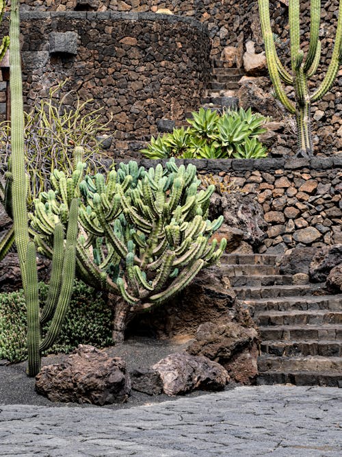 Cactus Plants by Stone Walls and Stairs
