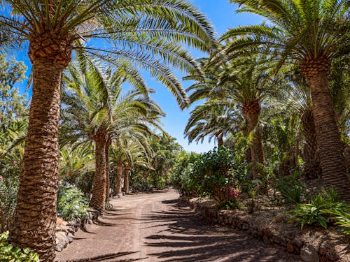 Dirt Road among Palm Trees