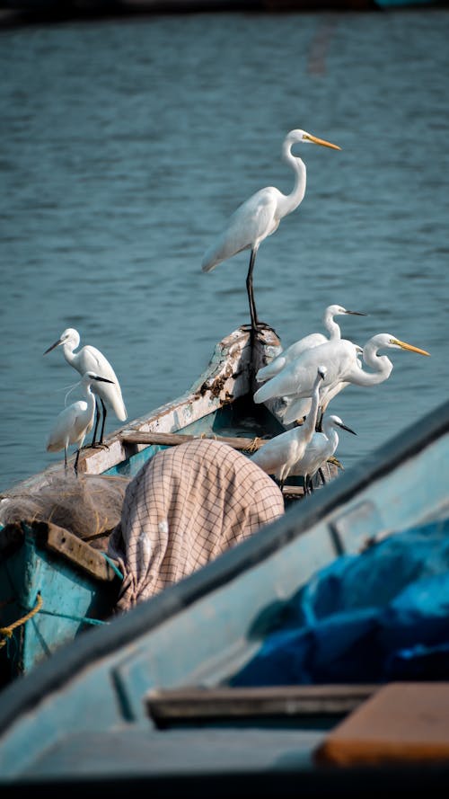 Birds Perching on a Fishing Boat 
