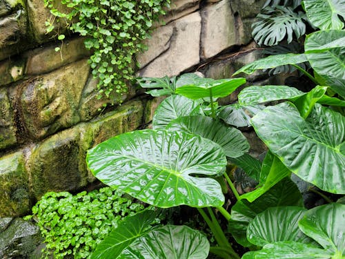 Close-up of Green Leaves 