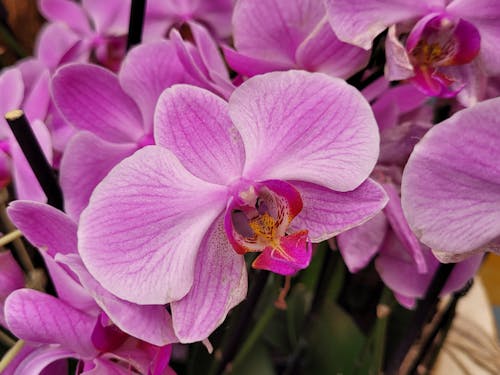 Immagine gratuita di avvicinamento, doritaenopsis, fiori