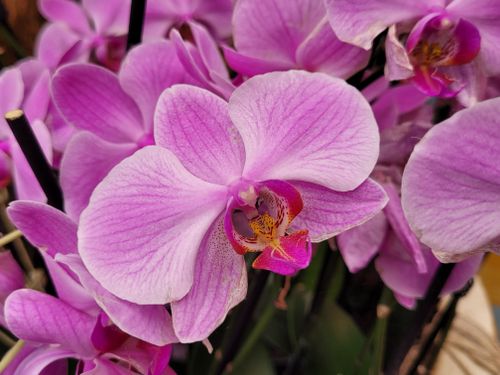 Free Detailed view of vibrant pink Doritaenopsis orchids showing delicate petals. Stock Photo