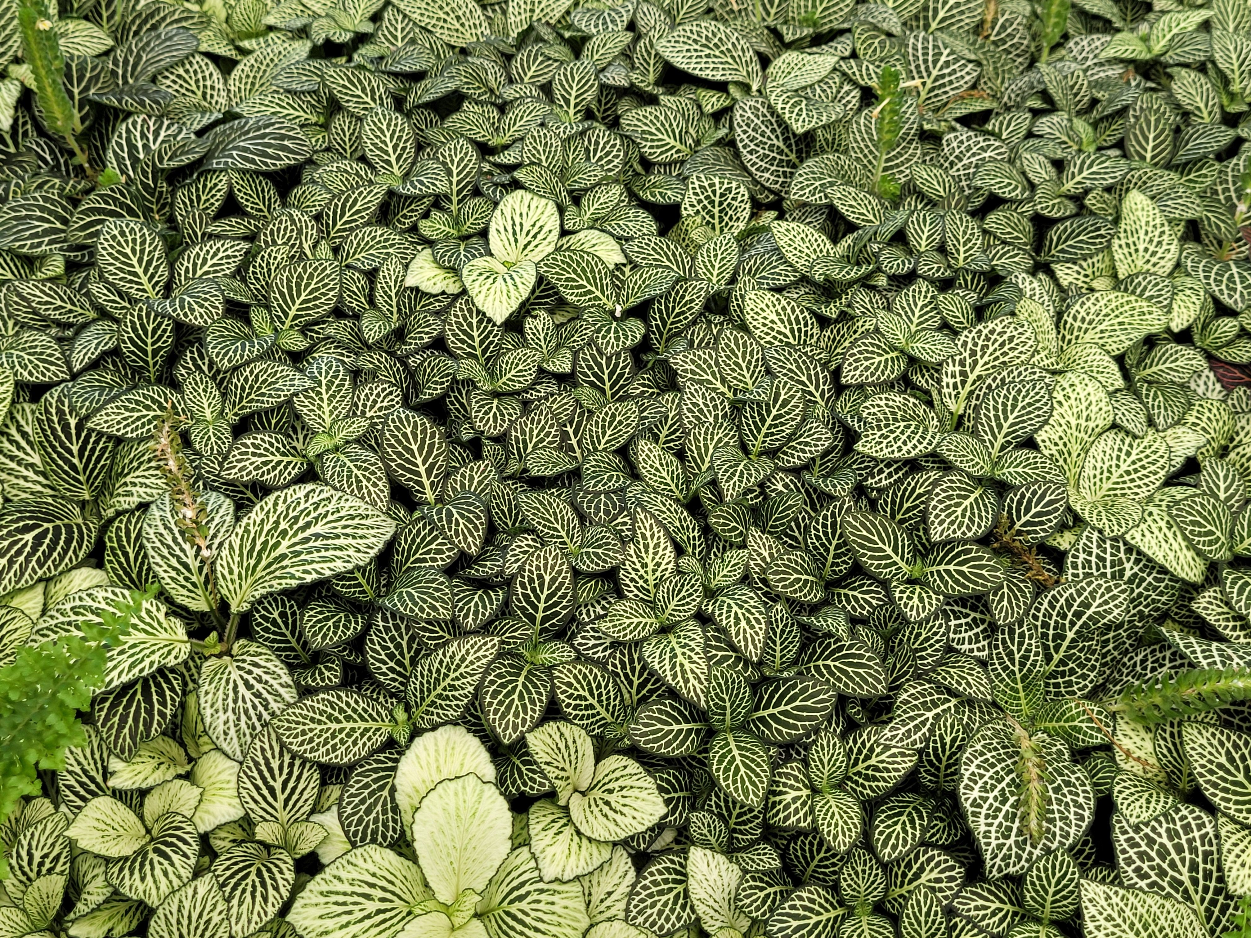 Fittonia albivenis Verschaffeltii