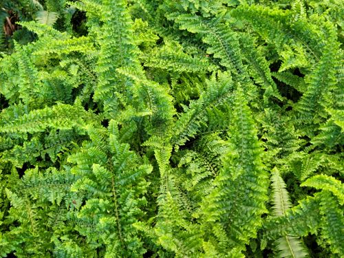 Free A dense cluster of bright green ferns creating a lush, vibrant natural display. Stock Photo