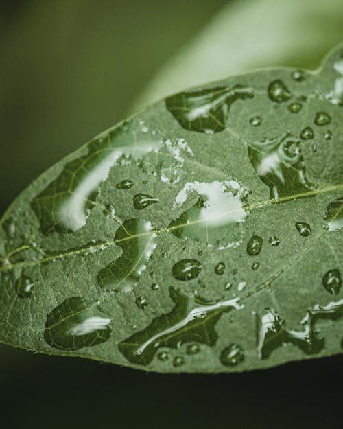 Close-up of Water Drops on a Leaf 