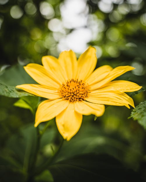 Close-up of a Yellow Flower 