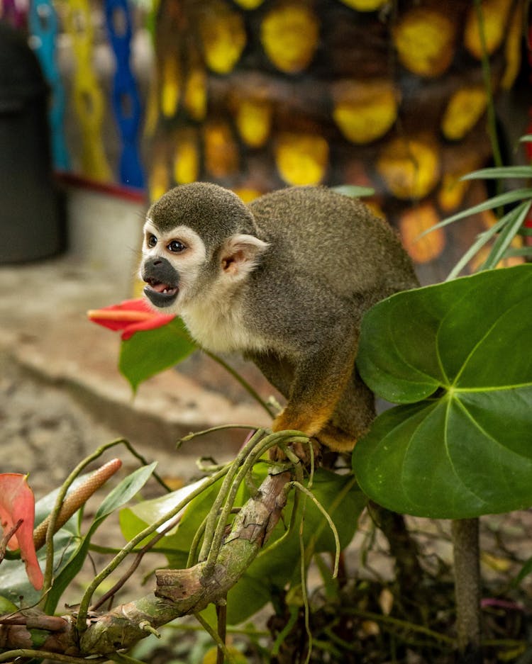 Close Up Of Monkey