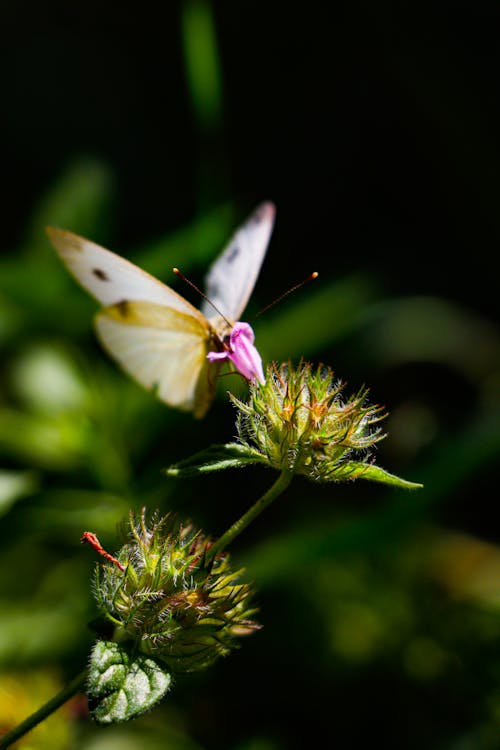 Free stock photo of butterfly, flower