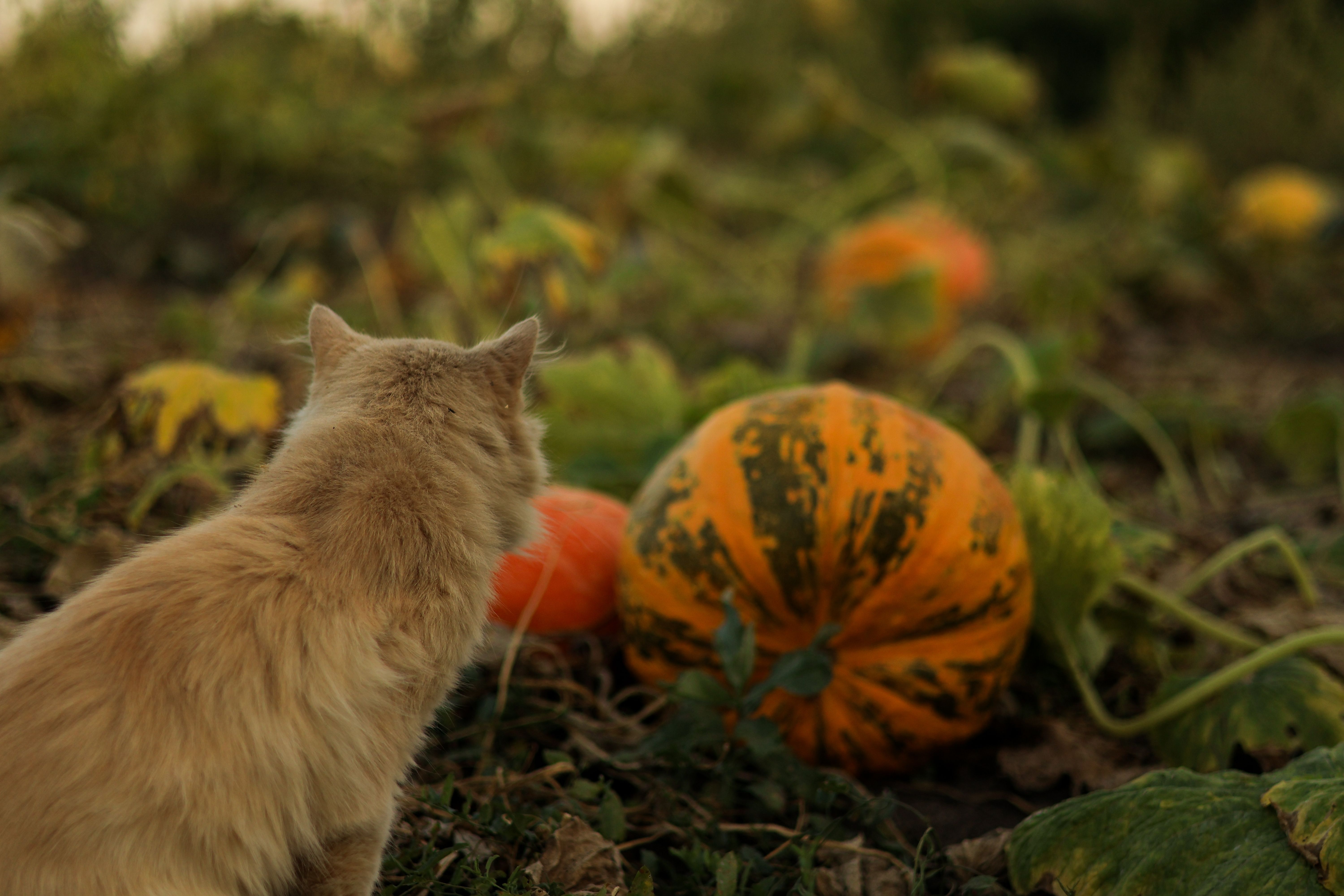 giardia seasonal