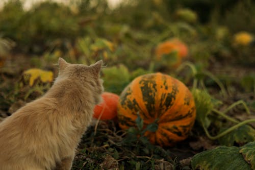 A Cat Sitting on a Pumpkin Patch