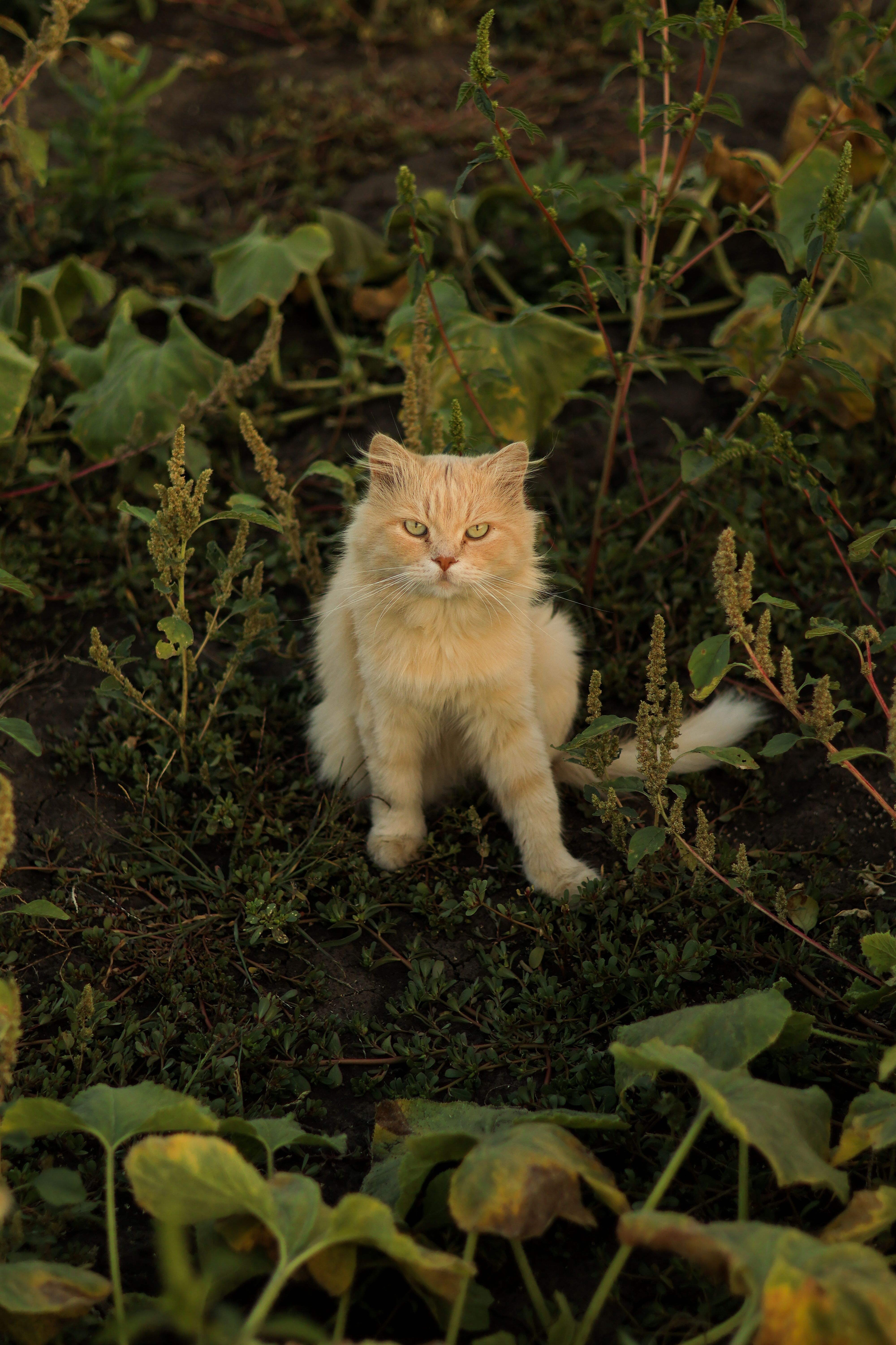 Cat Sitting among Plants on Ground · Free Stock Photo