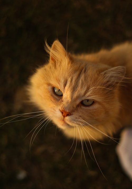 Free Charming portrait of a fluffy orange cat looking up with a gentle expression, set in soft light. Stock Photo