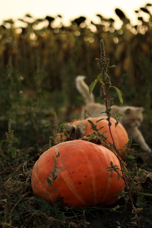 Pumpkins on the Field