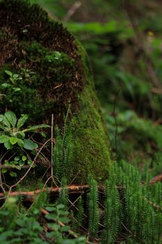 Close-up of a forest floor with lush moss and ferns in a natural setting.
