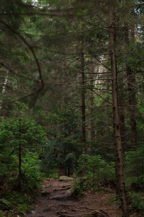 Free Tranquil forest scene with conifer trees and a natural path, ideal for nature lovers. Stock Photo