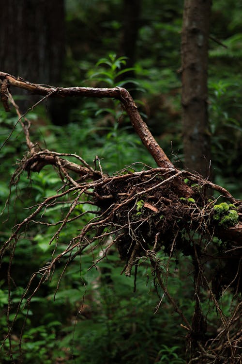 Tree Roots in the Forest