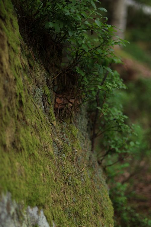 Free Close-up of vibrant green moss and foliage on rocks in a serene forest setting. Stock Photo