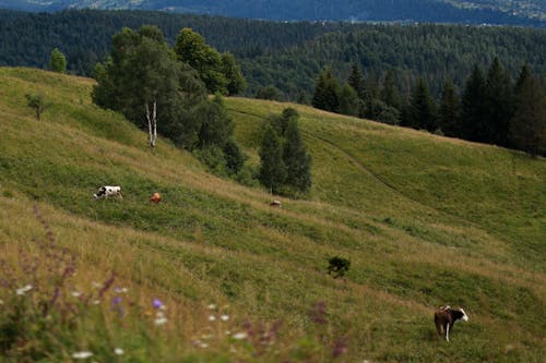 丘陵, 奶牛, 山 的 免费素材图片