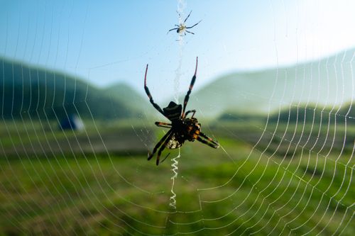 Free Ranca Upas, Bandung : Spiders Stock Photo